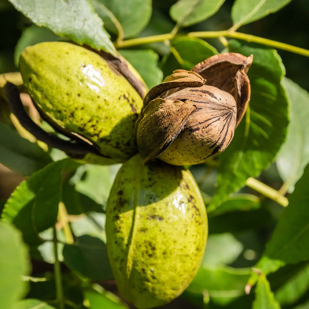 Canadian Pecan