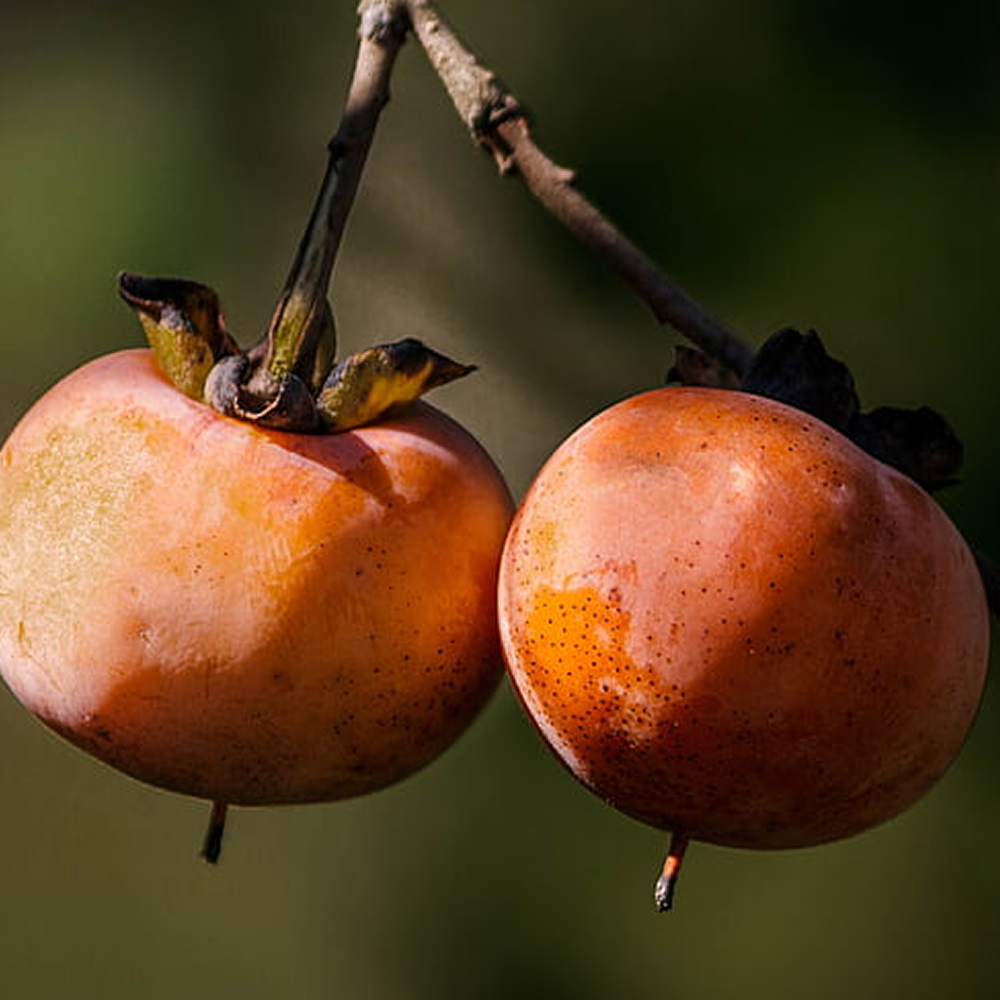 Persimmon